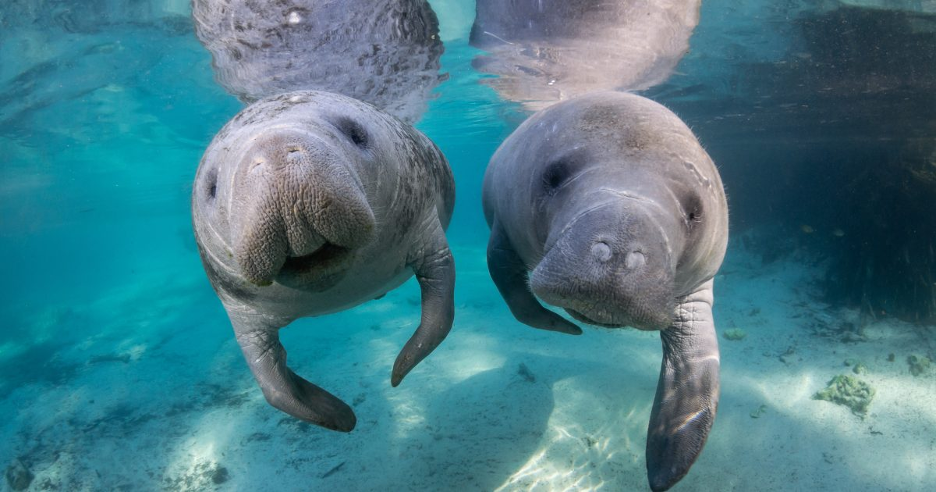 Two manatee faces